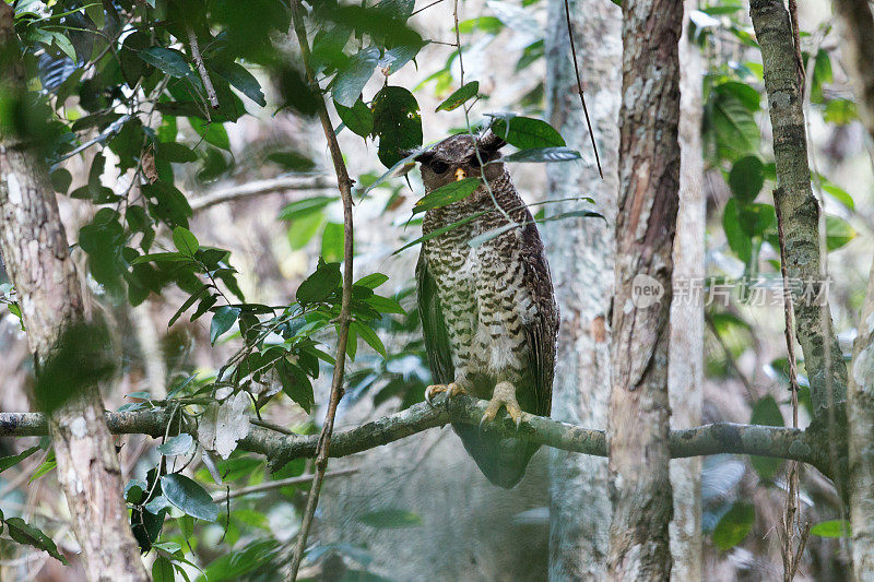 夜行鸟:成年雌性斑腹鹰鸮，又称森林鹰鸮(Bubo nipalensis)